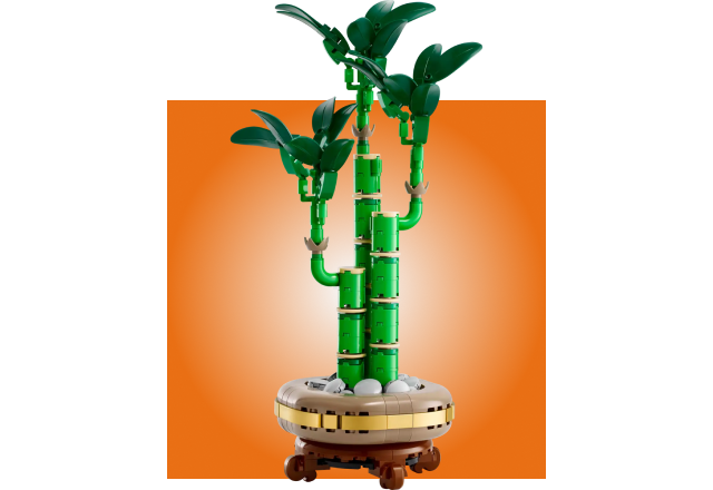 Lucky Bamboo